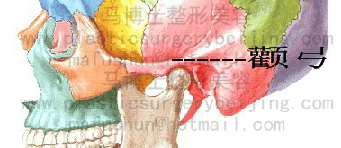 zygomatic bone and zygomatic arch
