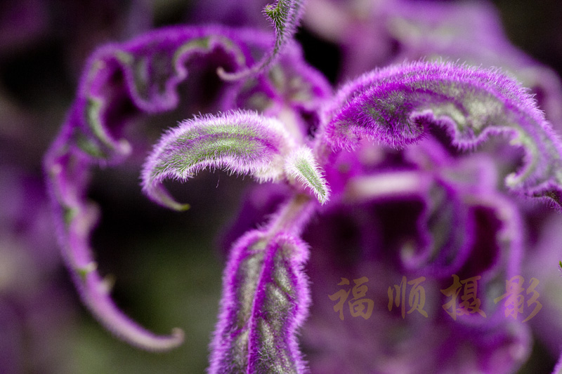 like leaves like flower1