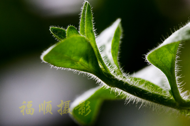 like leaves like flower2
