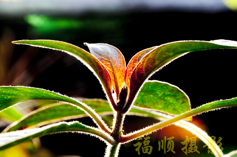 like leaves like flower